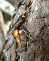 Urocerus gigas