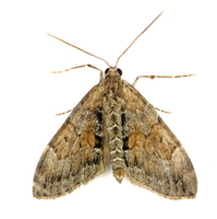 Thera obeliscata - Grey Pine Carpet