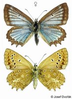 Polyommatus daphnis - Meleager's Blue