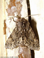 Brachionycha nubeculosa - Rannoch Sprawler