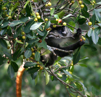 Red-tailed monkey (Cercopithecus ascanius schmidti)