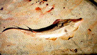 Rhinobatos cemiculus, Blackchin guitarfish: fisheries, gamefish