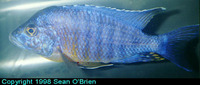 Aulonocara hansbaenschi, Aulonocara Fort Maguire: aquarium
