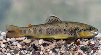 Salmo ischchan, Sevan trout: fisheries, gamefish