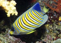 Pygoplites diacanthus, Royal angelfish: fisheries, aquarium