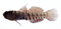 Eviota queenslandica, Queensland pygmy goby: