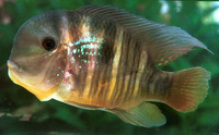 Gymnogeophagus balzanii, Argentine humphead: aquarium