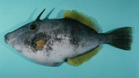 Meuschenia scaber, Velvet leatherjacket: fisheries