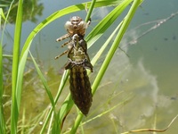 Aeshna cyanea - Southern Hawker Dragonfly