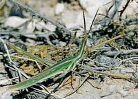 Truxalis nasutus
