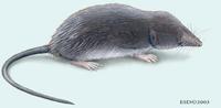 Image of: Chimarrogale himalayica (Himalayan water shrew)