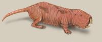 Image of: Heterocephalus glaber (naked mole rat)