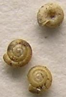 Punctum pygmaeum