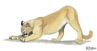 Image of: Puma concolor (cougar)