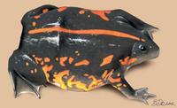 Image of: Rhinophrynus dorsalis (Mexican burrowing toad)