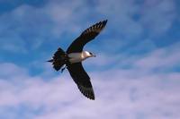 Stercorarius parasiticus - Arctic Skua