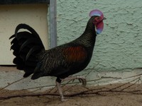 Gallus varius - Green Junglefowl