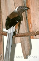 Dendrocitta occipitalis - Sunda Treepie