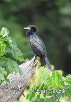 Phalacrocorax niger - Little Cormorant