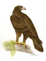 Image of: Aquila gurneyi (Gurney's eagle)