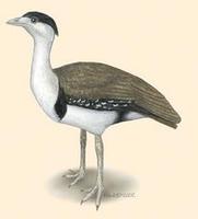 Image of: Ardeotis nigriceps (Indian bustard)