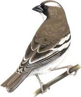 Image of: Plocepasser mahali (white-browed sparrow-weaver)