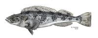 Image of: Ophiodon elongatus (lingcod)