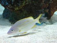 Lutjanus kasmira - Blue-banded Snapper