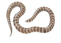 Image of: Simoselaps semifasciatus