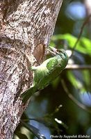 Moustached Barbet - Megalaima incognita