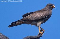 White-eyed Buzzard - Butastur teesa