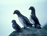 Parakeet Auklet - Cyclorrhynchus psittacula