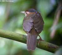 Brown-capped Babbler - Pellorneum fuscocapillus