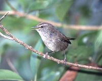 Sunda Bush Warbler - Cettia vulcania