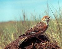 White-winged Lark - Melanocorypha leucoptera