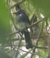 White-bellied Fantail - Rhipidura euryura