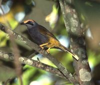 Fiery-browed Myna - Enodes erythrophris