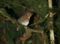 White-tailed Flycatcher - Cyornis concretus
