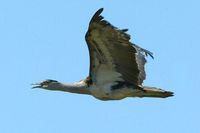 Australian Bustard