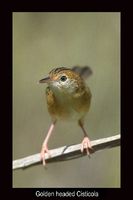 Golden Headed Cisticola