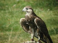 Laggar Falcon - Falco jugger