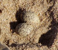 White-fronted Plover - Charadrius marginatus