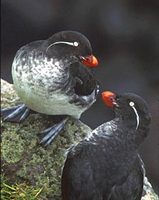 Parakeet Auklet (Aethia psittacula) photo