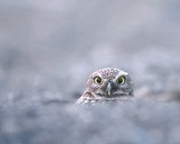 Burrowing Owl (Athene cunicularia) photo