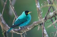 Green Honeycreeper (Chlorophanes spiza) photo