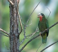 Cuban Parrot (Amazona leucocephala) photo