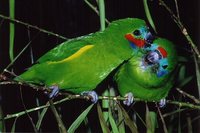 Double-eyed Fig-Parrot - Cyclopsitta diophthalma