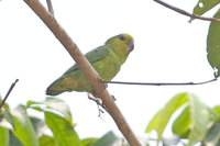 Dusky-billed Parrotlet - Forpus sclateri