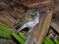 Shining Bronze-Cuckoo - Chrysococcyx lucidus