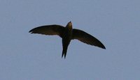 African Swift - Apus barbatus